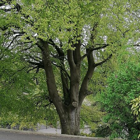 Appartamento The Beeches Newry Esterno foto