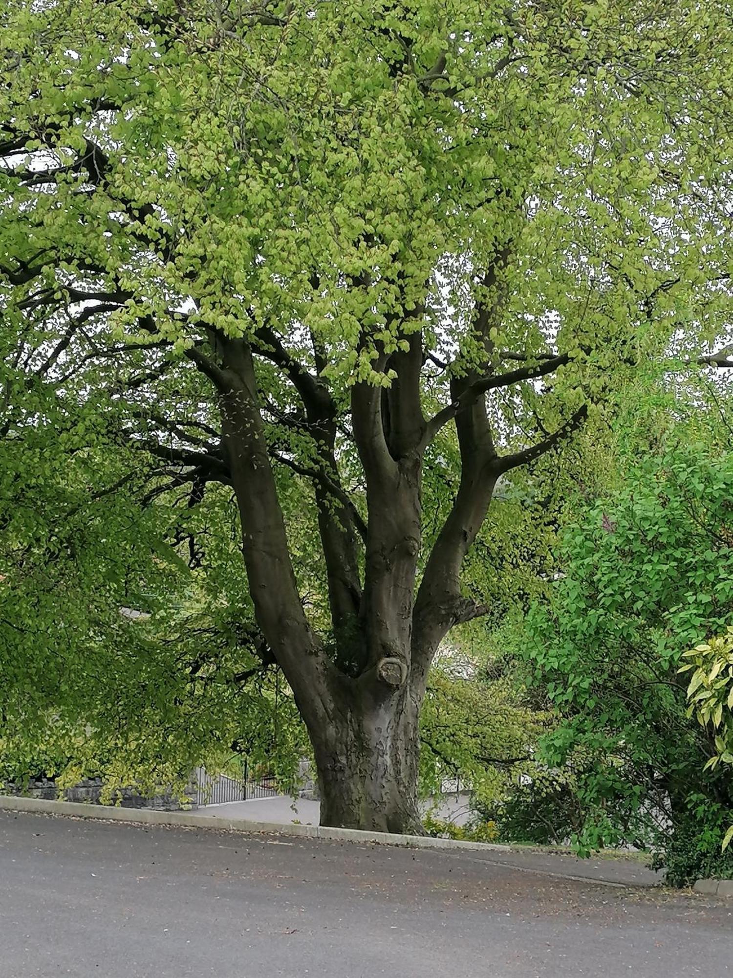 Appartamento The Beeches Newry Esterno foto