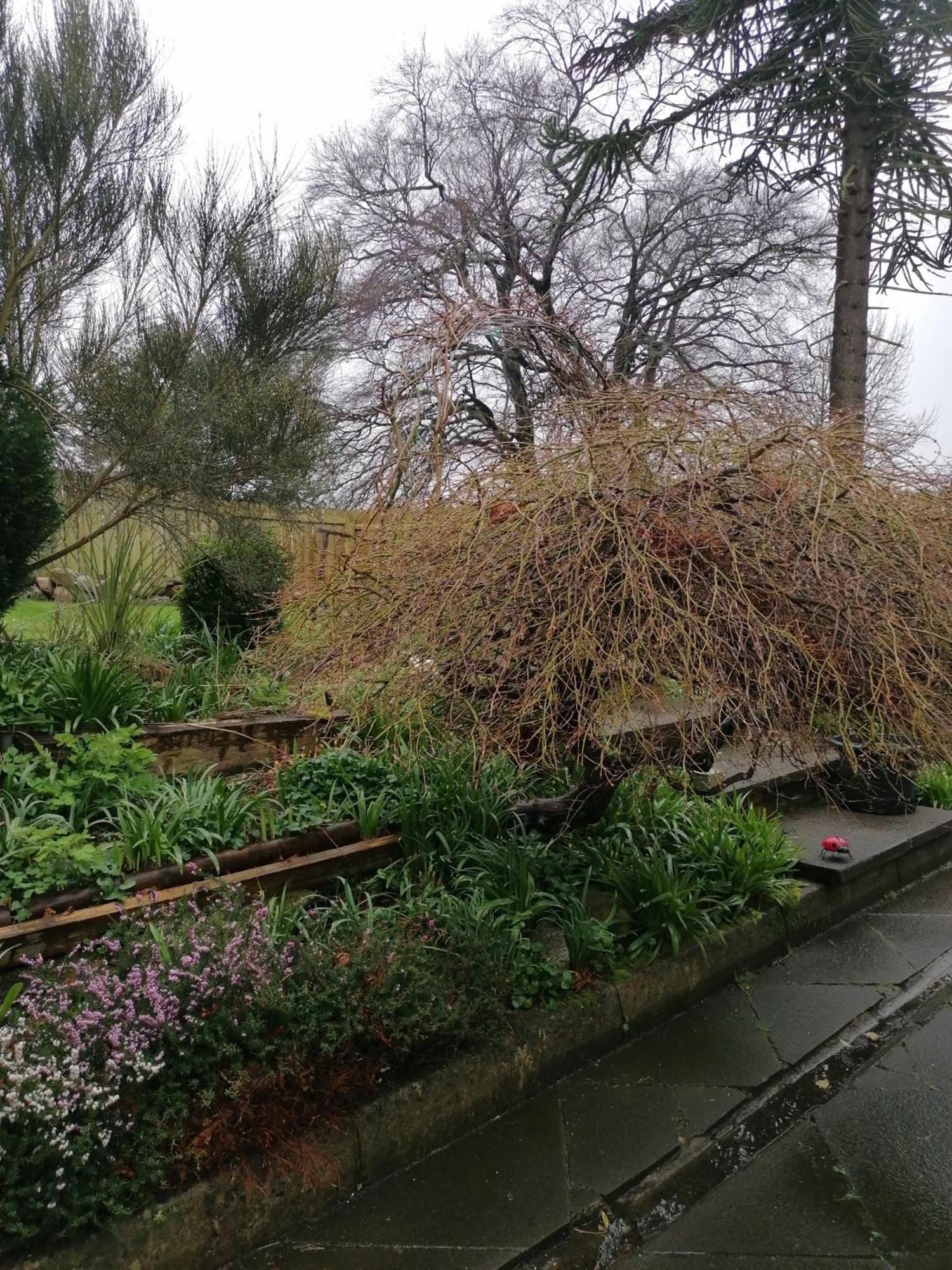 Appartamento The Beeches Newry Esterno foto